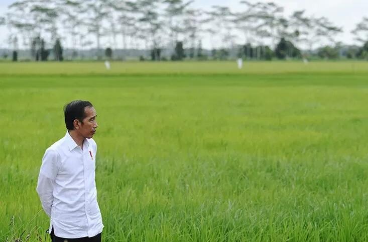 Tinjau Food Estate Di Kalimantan Tengah, Jokowi: 168 Ribu Hektare Akan Ditanami Padi