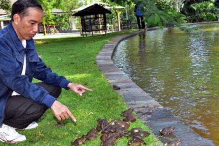 Tinjau Food Estate Di Kalimantan Tengah, Jokowi: 168 Ribu Hektare Akan Ditanami Padi