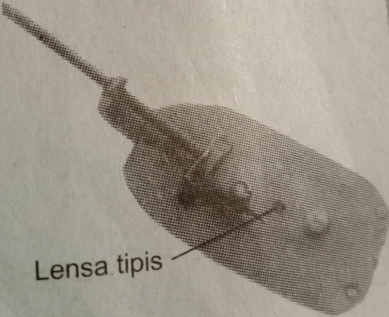 Sejarah Penemuan Sel