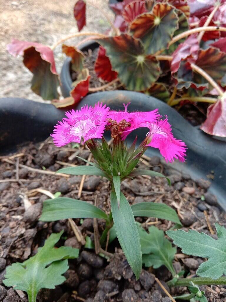 (Ask) Nanya Nama Bunga | KASKUS