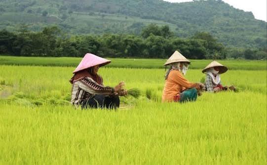 Kenapa DPR Tidak Mengeluarkan UU Cipta Tani?
