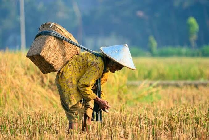 Kenapa DPR Tidak Mengeluarkan UU Cipta Tani?