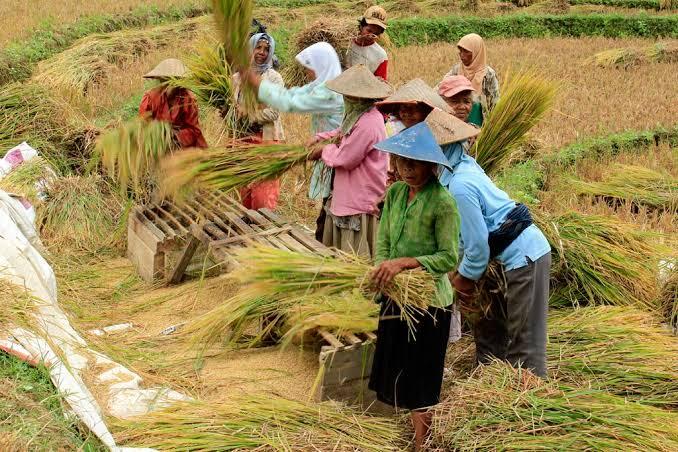 Kenapa DPR Tidak Mengeluarkan UU Cipta Tani? 