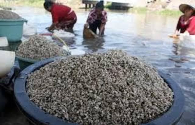 &#91;Coc Reg. Sidoarjo&#93; Uniknya Kampung Nelayan Kupang Balongdowo Di Sidoarjo