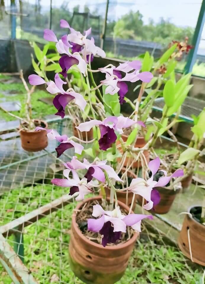 &#91;COC Reg.Mojokerto&#93; Ladang Anggrek, Taman Anggrek yang Viral di Mojokerto 