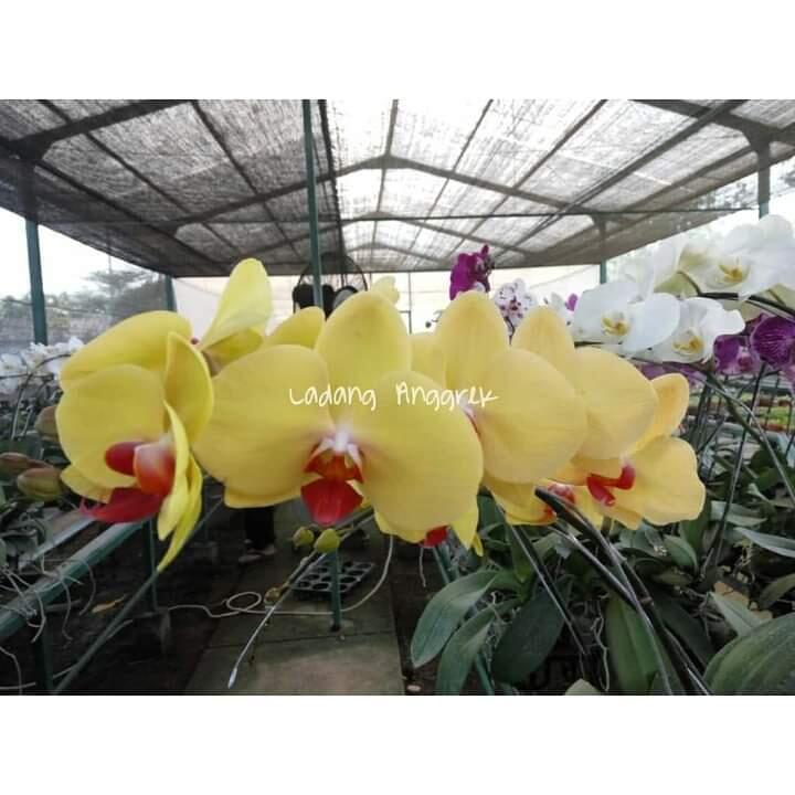 &#91;COC Reg.Mojokerto&#93; Ladang Anggrek, Taman Anggrek yang Viral di Mojokerto 