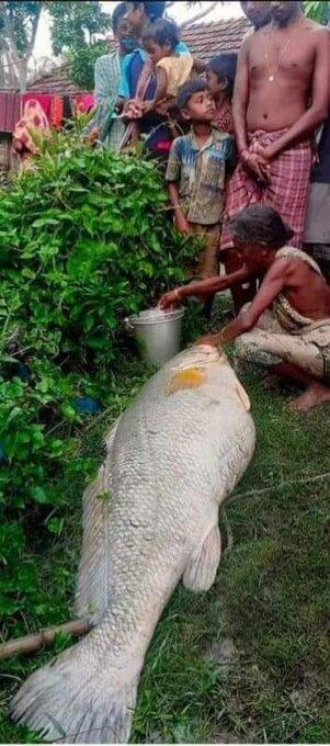 Ikan yang didapat dalam kondisi mati dan membuat nenek ini mendadak kaya.