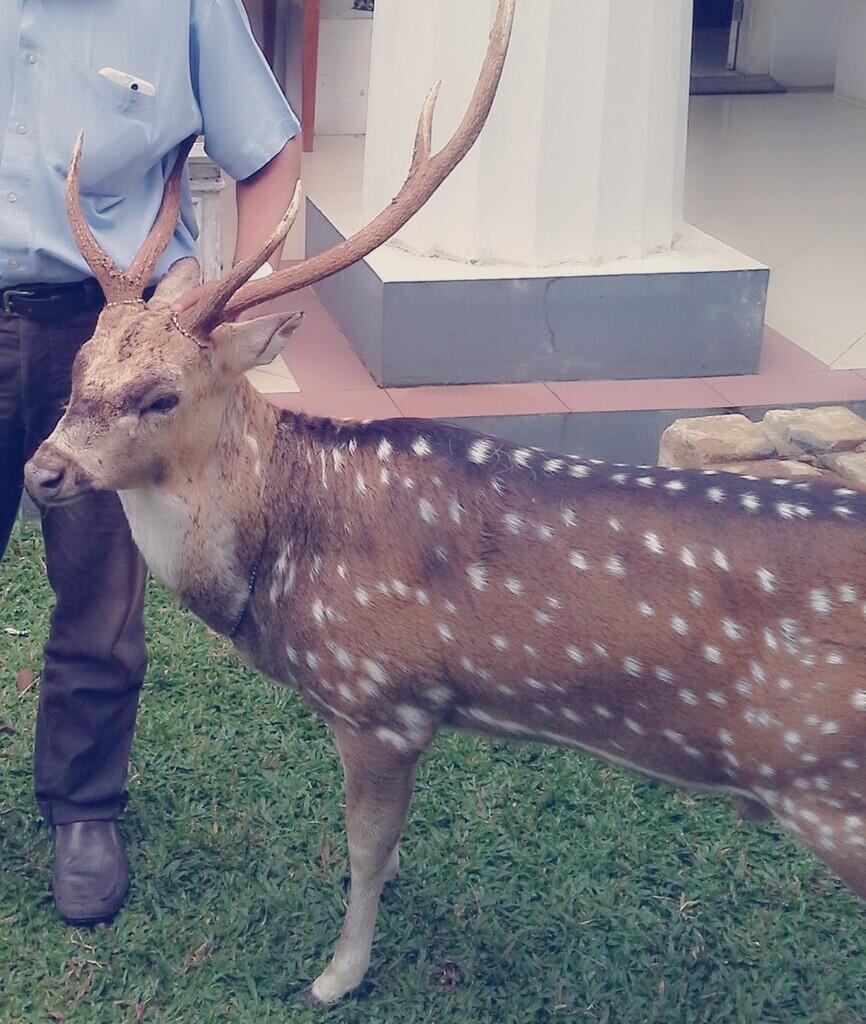 Ratusan Juta untuk Pakan Ternak di Istana Kepresidenan 