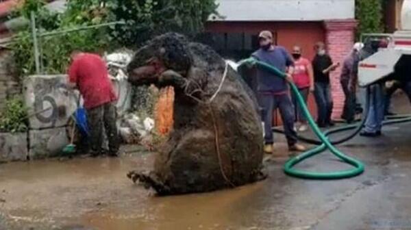 Percaya Tidak, Tikus Got Raksasa Seukuran Manusia Ditemukan di Meksiko
