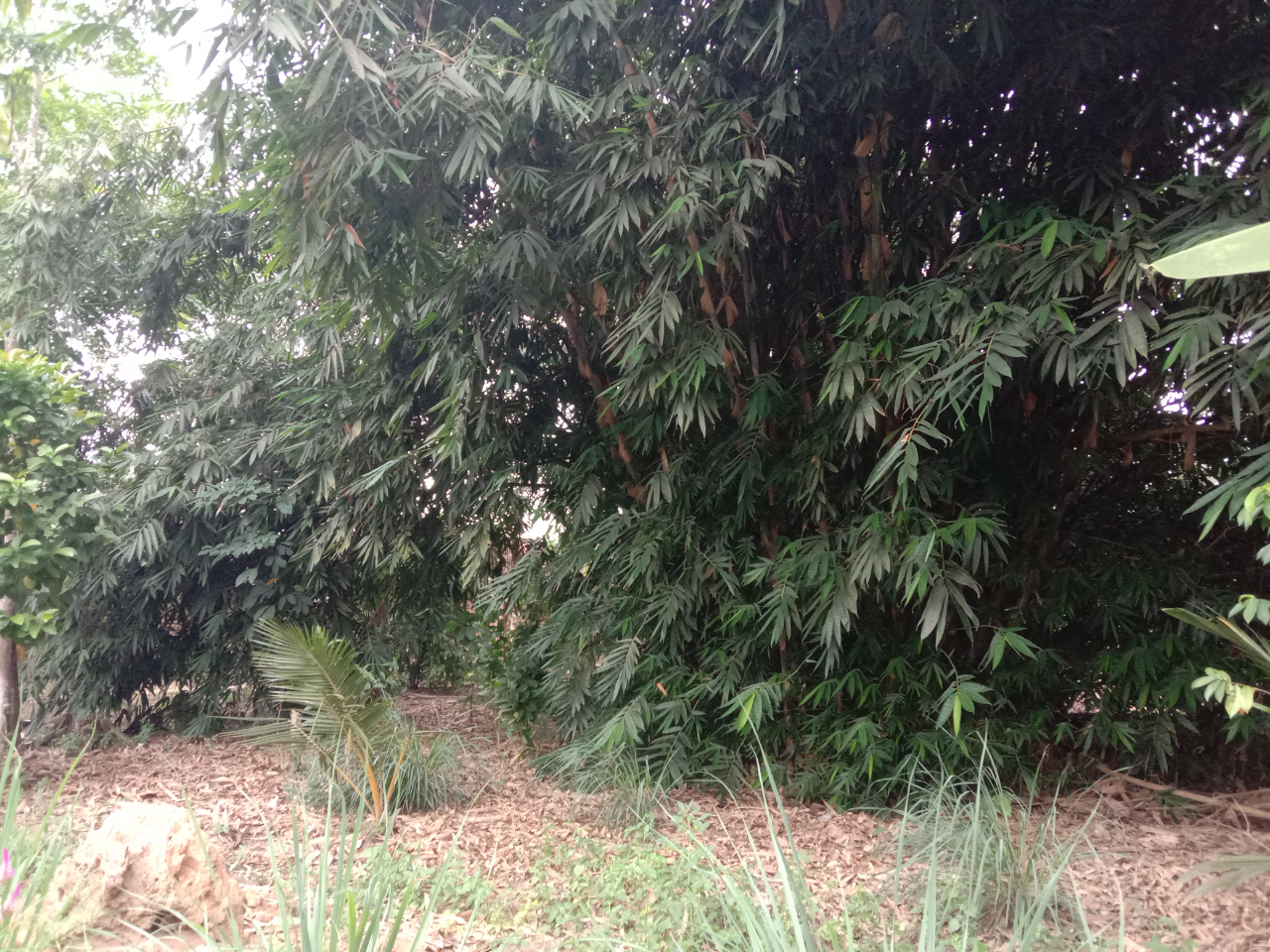 Kisah Nyata, Hilangnya Anak Tetangga Disembunyikan Wewe Gombel di Bawah Pohon Bambu!