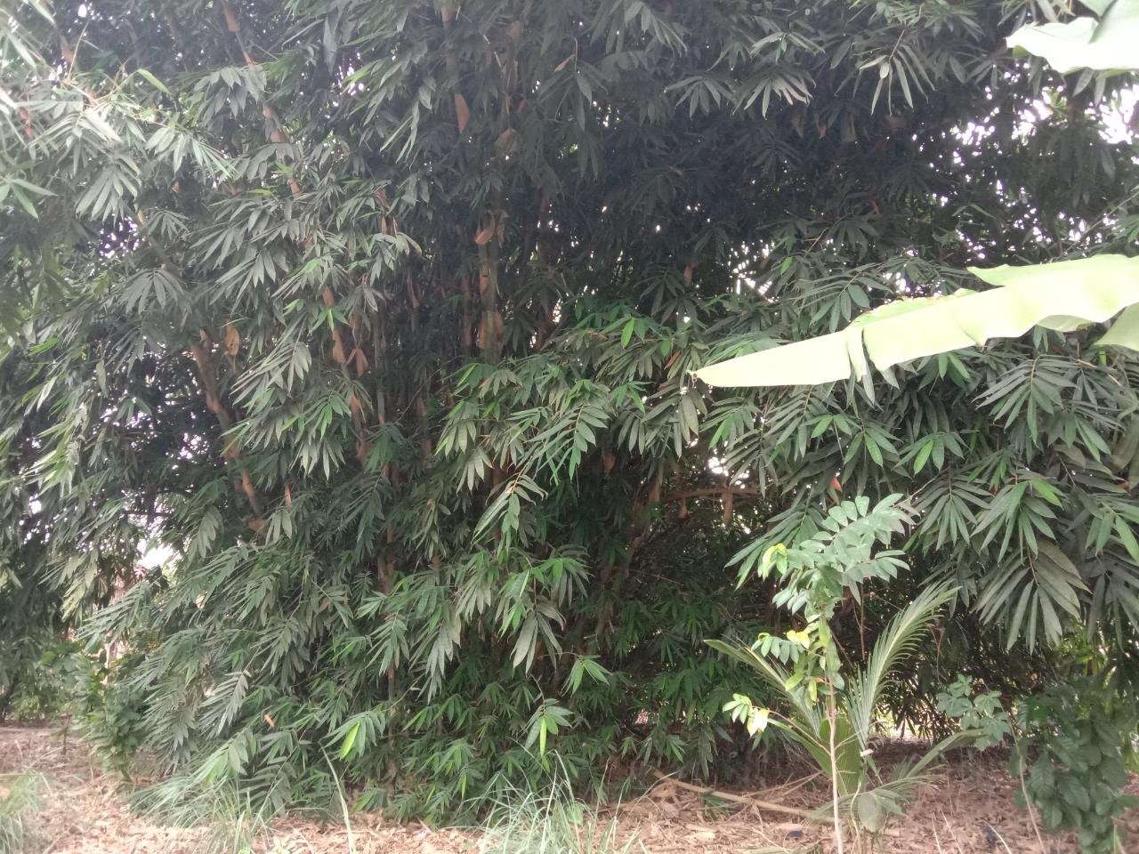 Kisah Nyata, Hilangnya Anak Tetangga Disembunyikan Wewe Gombel di Bawah Pohon Bambu!