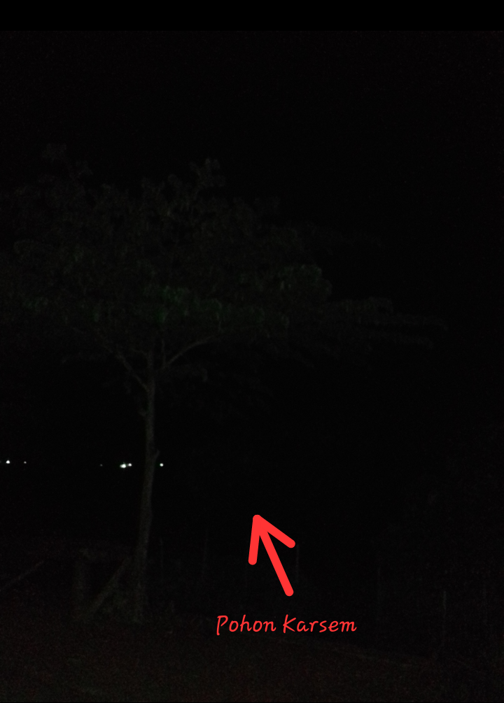 POHON KARSEM! Tempat Favorit 'Mbak Kunti' Bermain Ayunan Di Malam Hari? Berani Cek?