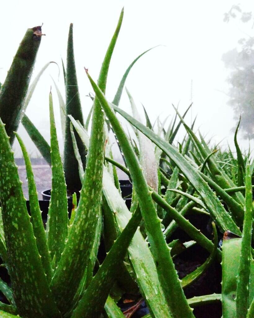 &#91;Coc Reg. Sidoarjo&#93; Kampoeng Literasi Bendo Macrame di Gedangan Sidoarjo
