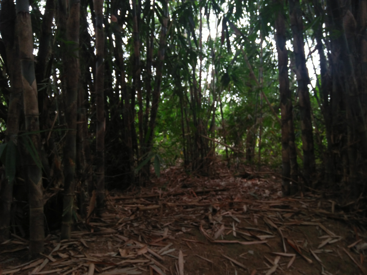 Punya Rumah Diantara Rumpun Bambu, Disambut Dengan Uji Nyali