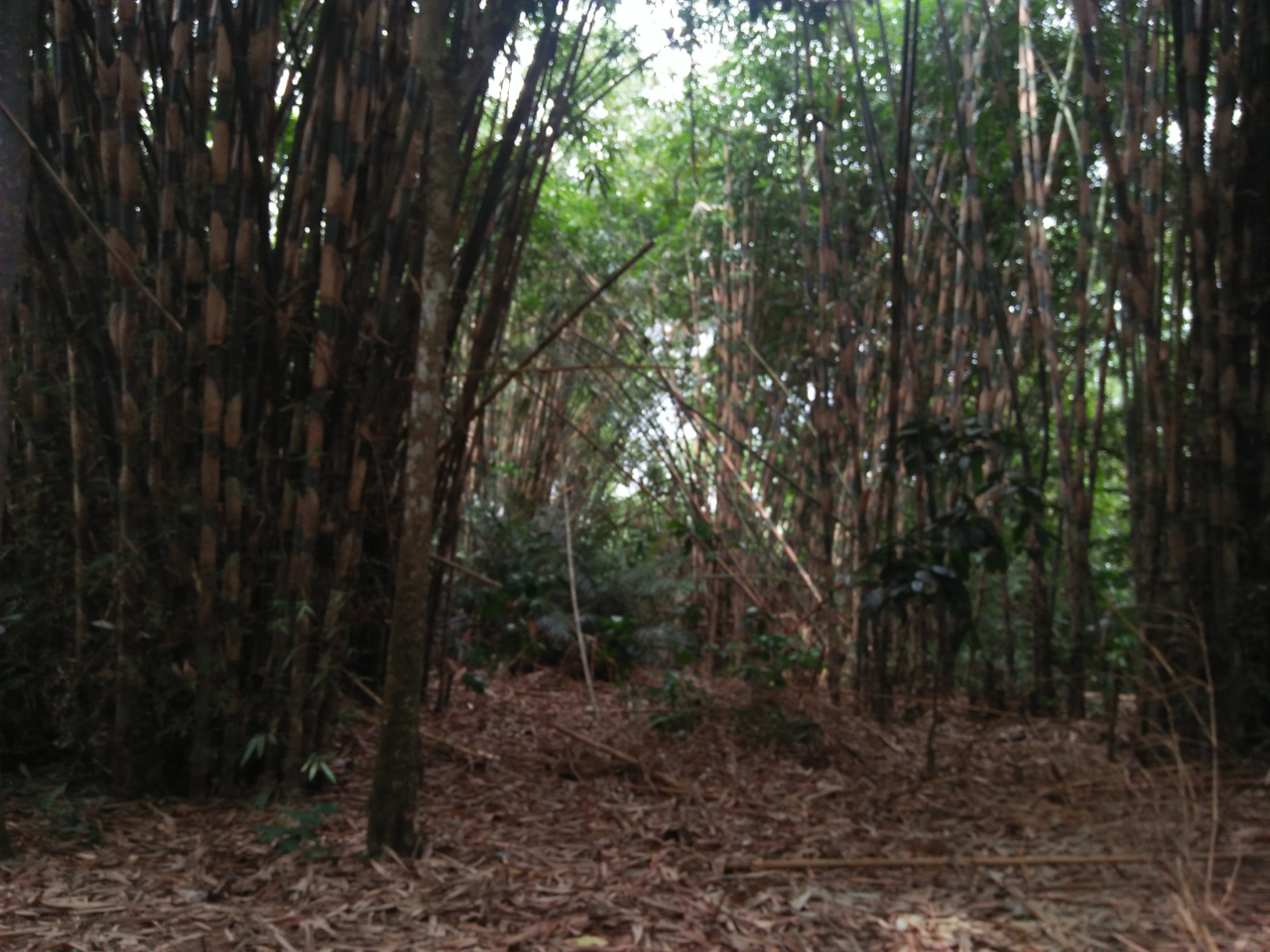 Punya Rumah Diantara Rumpun Bambu, Disambut Dengan Uji Nyali