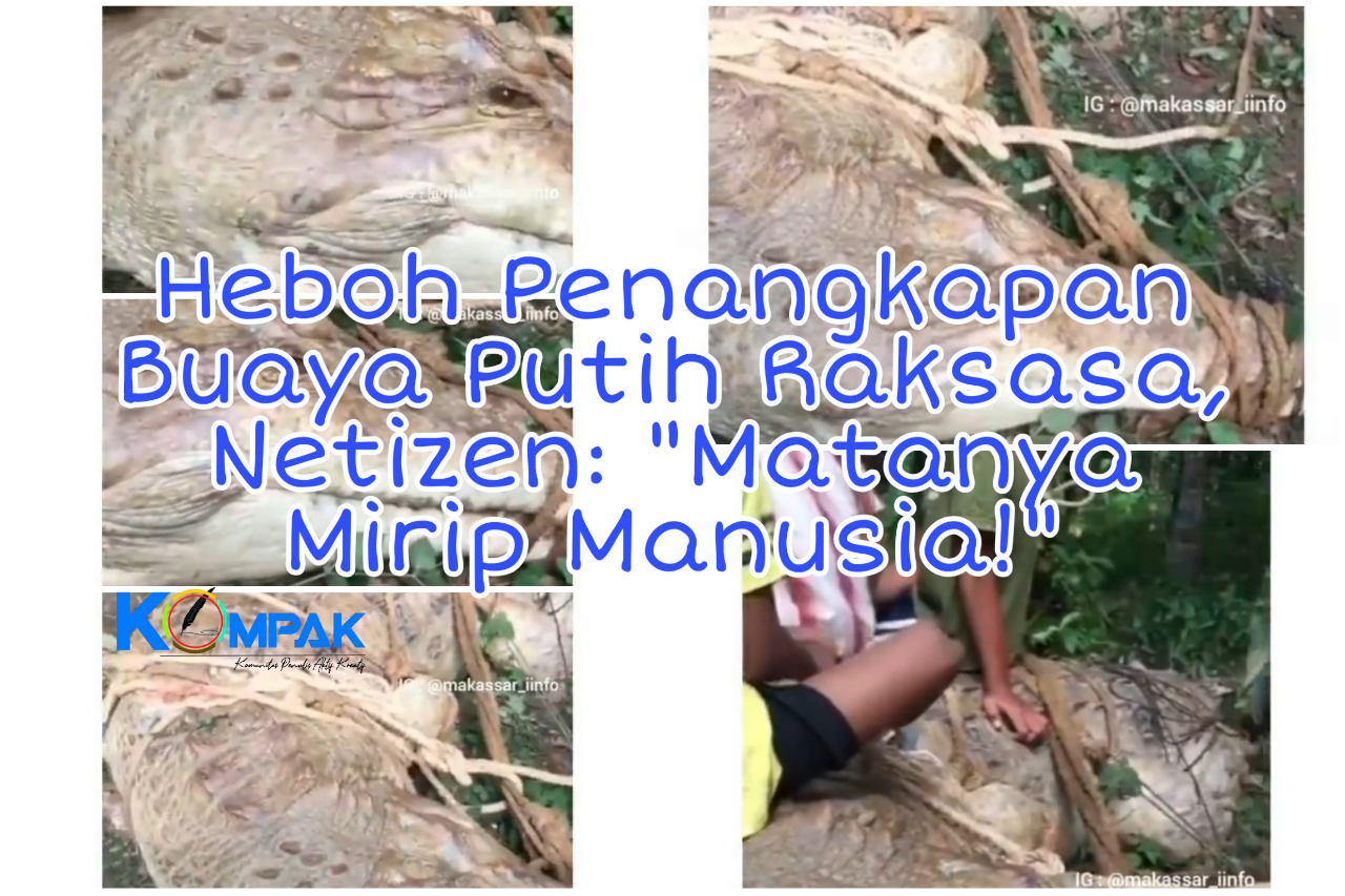 Heboh Penangkapan Buaya Putih Di Hutan Kalimantan, Netizen: &quot;Matanya Mirip Manusia!&quot; 