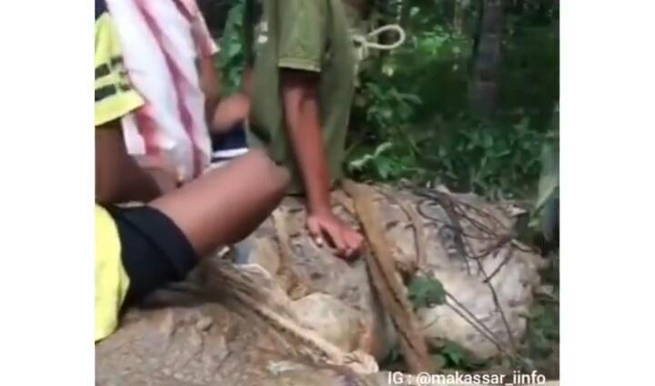 Heboh Penangkapan Buaya Putih Di Hutan Kalimantan, Netizen: &quot;Matanya Mirip Manusia!&quot; 