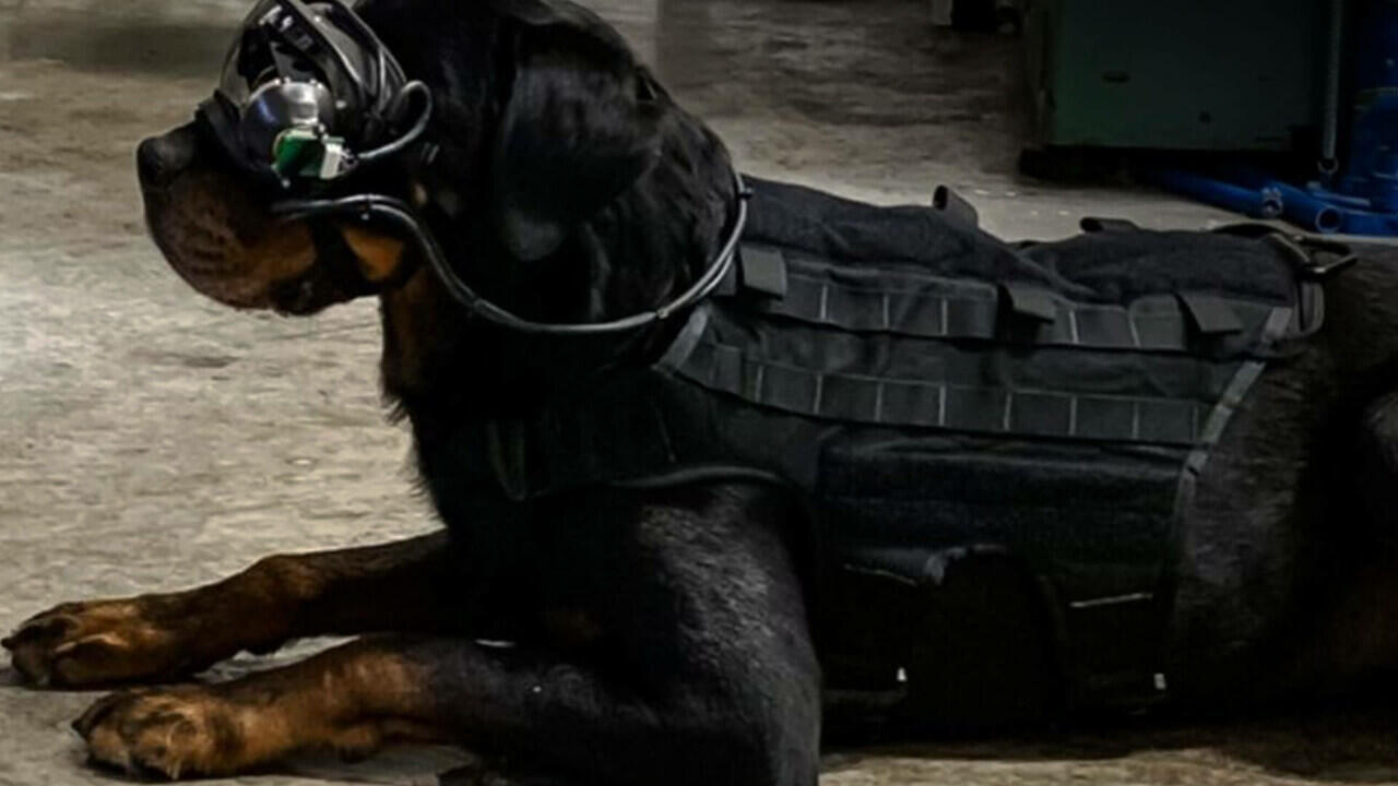 Kacamata AR Untuk Pelatihan Anjing Militer, Lebih Aman dan Terkendali