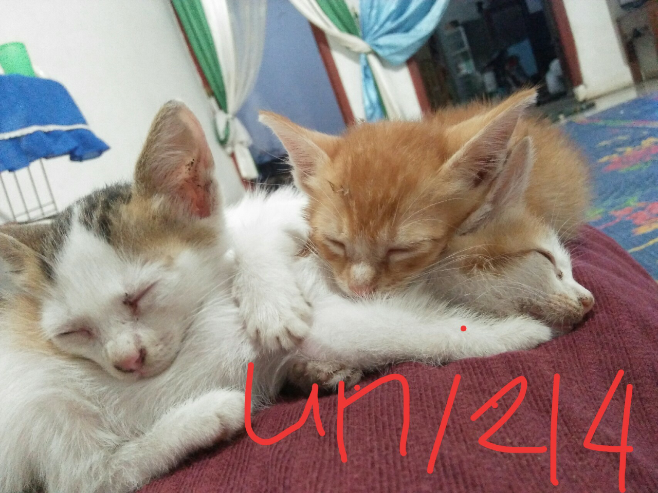 kaskus-image