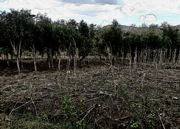 Cahaya Dimakam Sampe Suara Tanpa Rupa Ditengah Hutan