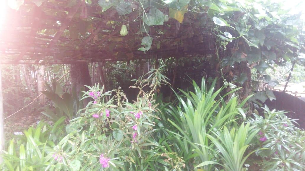 Penunggu Wit So