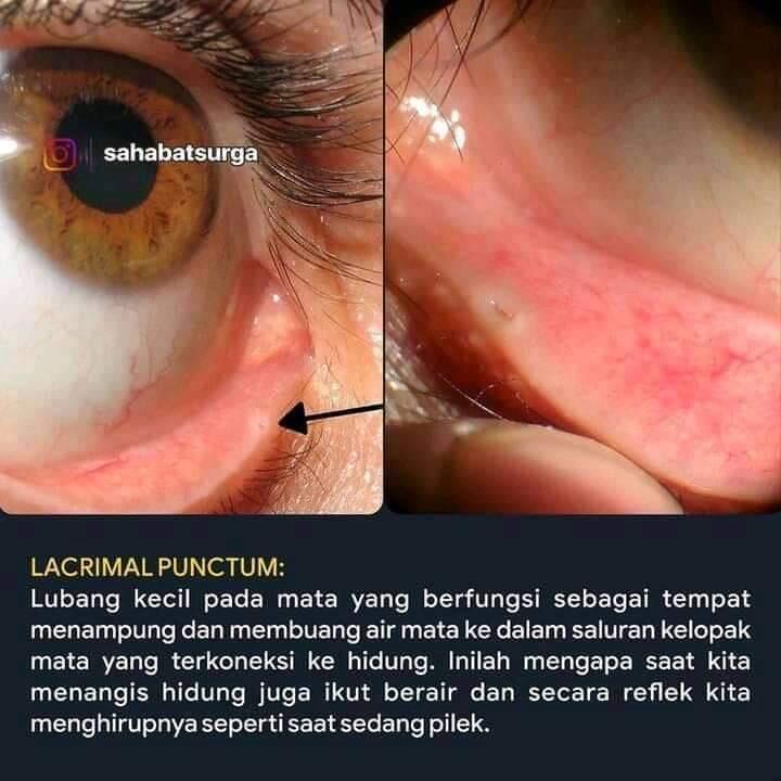 Manfaat Lubang Kecil Dibawah Kelopak Mata