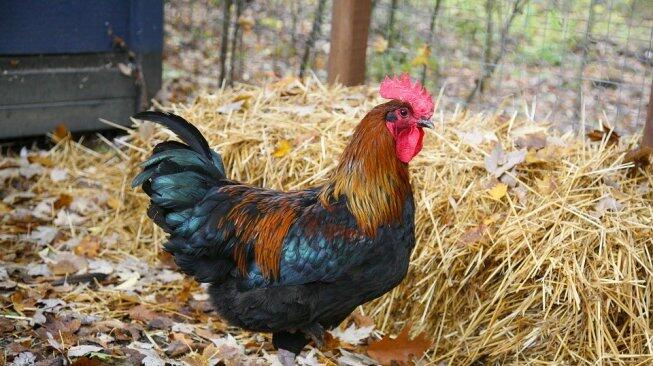 Perkosa Ayam Peliharaan dan Anjing, Ayah Empat Anak Ditangkap