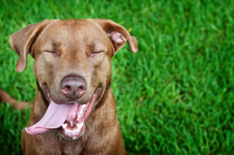 Setelah Sukses dengan Anjing, China Mau Menciptakan Manusia