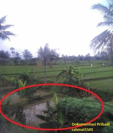 Pengalaman Mistis di Sawah yg Dulunya Pernah Menjadi Tempat Tragedi Pembantaian
