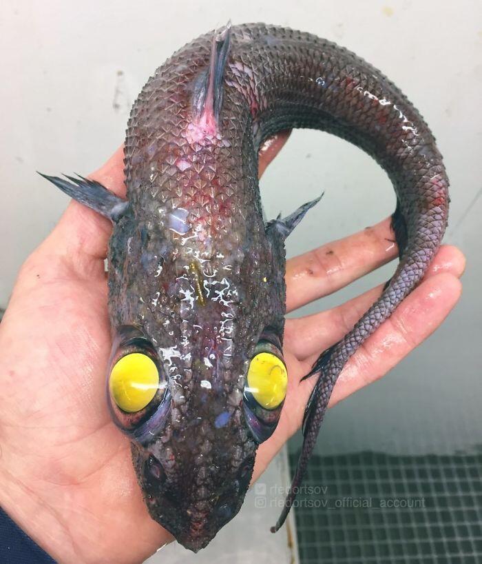 Inilah Tampang Para Penghuni Laut Dalam, Unik Sekaligus Seram!