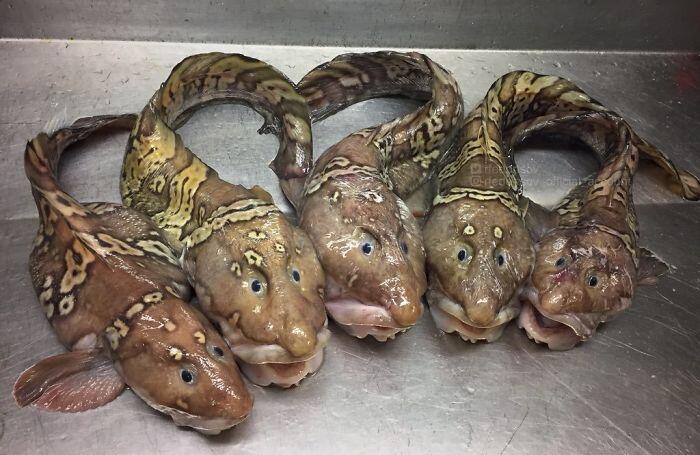 Inilah Tampang Para Penghuni Laut Dalam, Unik Sekaligus Seram!