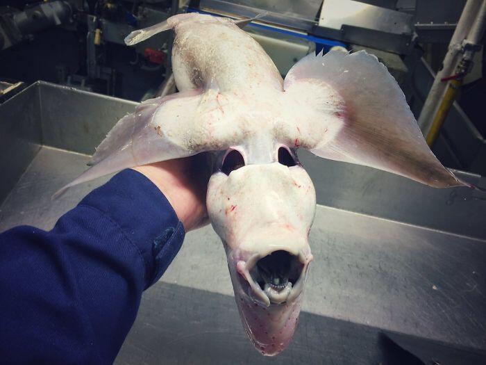 Inilah Tampang Para Penghuni Laut Dalam, Unik Sekaligus Seram!
