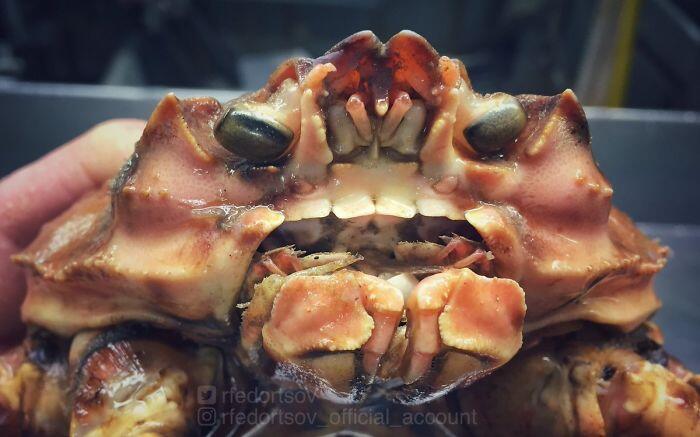 Inilah Tampang Para Penghuni Laut Dalam, Unik Sekaligus Seram!