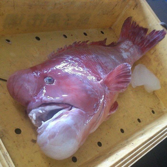 Inilah Tampang Para Penghuni Laut Dalam, Unik Sekaligus Seram!