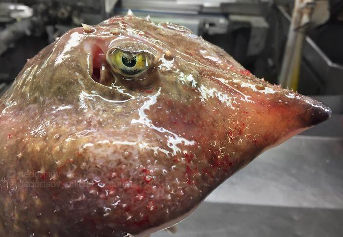 Inilah Tampang Para Penghuni Laut Dalam, Unik Sekaligus Seram!