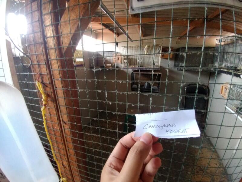 Sosok Bayangan Hitam Di Ruangan Sangkar Burung Yang Menghantui