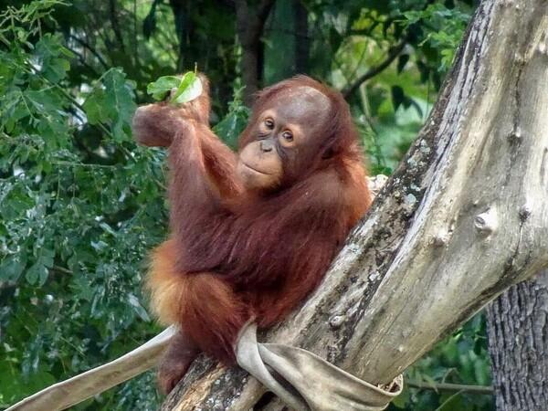 Orang Utan Rocky Dilepasliarkan di Taman Nasional Bukit Tigapuluh Riau