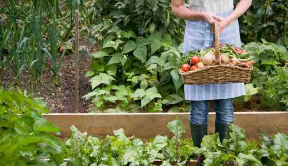 Tanaman ini Sangat Cocok Untuk Berkebun dan Hilangkan Bosan