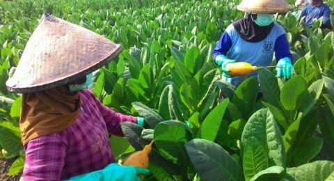 Cukai Rokok Naik, DPR: Kalau Merugikan Petani Tembakau Harus Ditolak