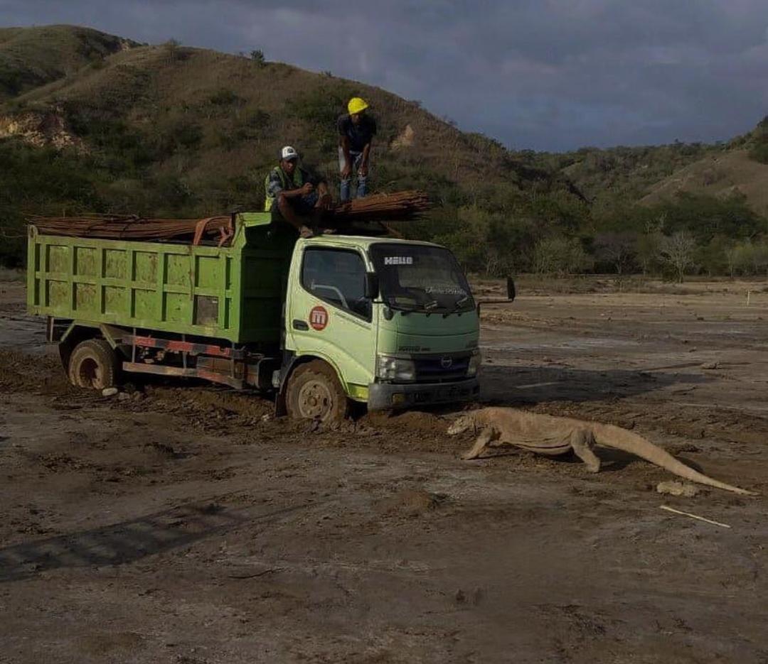 Ngenes! Komodo Vs Truk Proyek di Taman Nasional