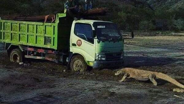Pulau Rinca Akan Jadi Jurassic Park, Ini Cara Agar Komodo-Truk Tak Berhadapan