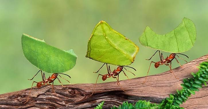 9 Hewan Terkuat Versi Bobot Tubuhnya, Nomor 1 Sering Tampil di Serial Kartun