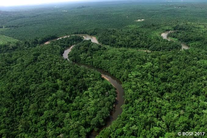 &#91;COC Reg. KalTim&#93; 5 Penghuni Hutan Kalimantan Timur yang Butuh Perhatian Khusus!