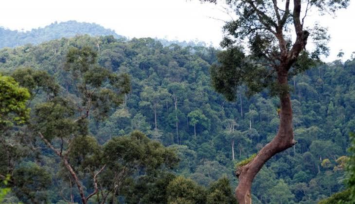 &#91;COC Reg. KalTim&#93; 5 Penghuni Hutan Kalimantan Timur yang Butuh Perhatian Khusus!