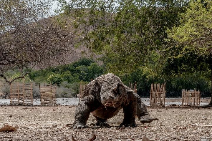 Kendaraan Berat Diduga Masuk Habitat Komodo, Forum Pariwisata Boikot Labuan Bajo