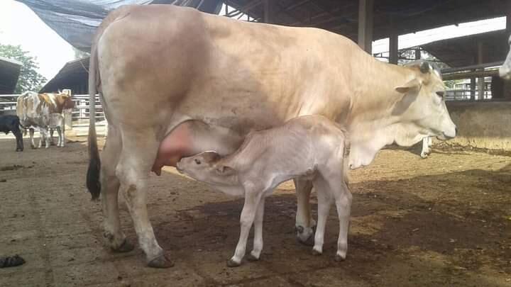 Bukan Hanya Bayi Manusia, Tapi Bayi Sapi Pun Ada Ritual Selapanan Loh