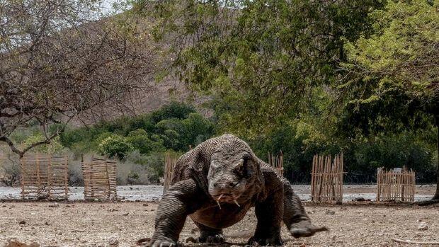 Suara Warga Pulau Rinca Terhimpit Proyek 'Jurassic Park' NTT