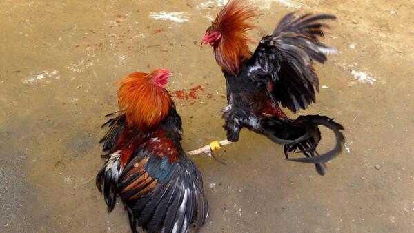 Pejabat Kepolisian Filipina Tewas Diserang Ayam Saat Penggerebekan