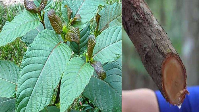 Kayu akar bajakah dipercaya bisa menyembuhkan kanker secara total