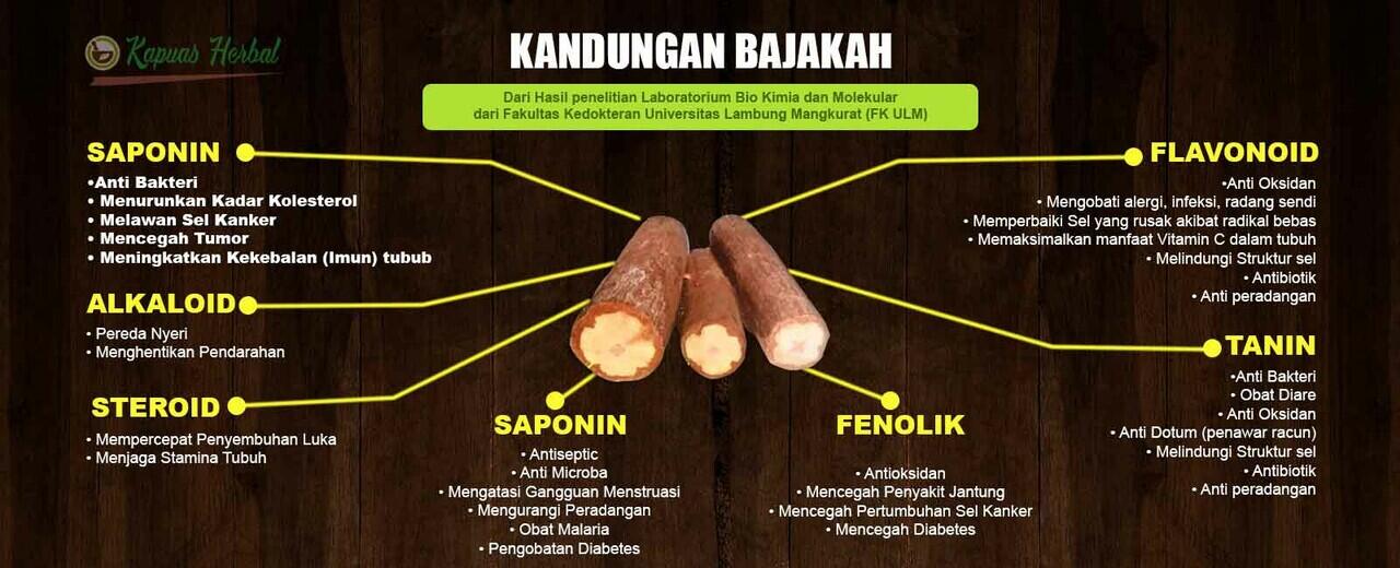 Kayu akar bajakah dipercaya bisa menyembuhkan kanker secara total